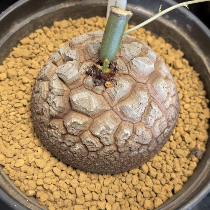 1685号龟甲龙带盆包邮不退不换