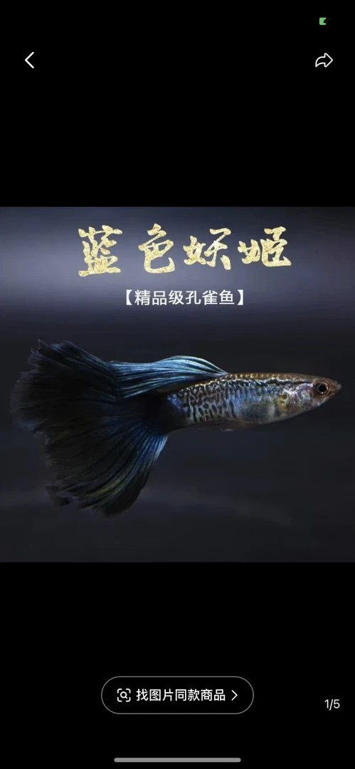 蓝色妖姬爆肚种鱼2对4条（2条送2条备损）