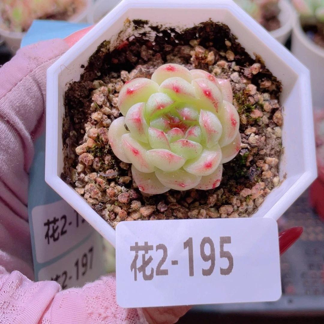 花利美2-195精选糖心