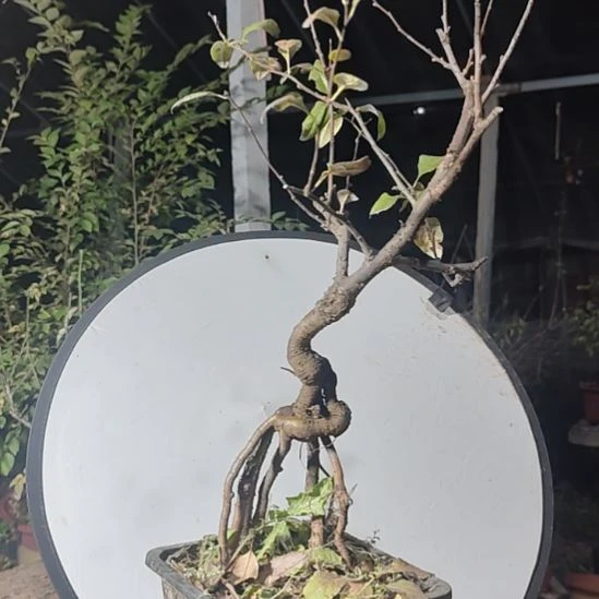 人***梦无花朵海棠盆景精品