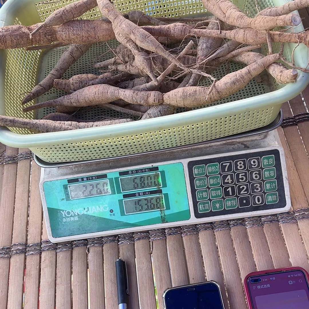 中国大陆黄牛煲汤煲酒