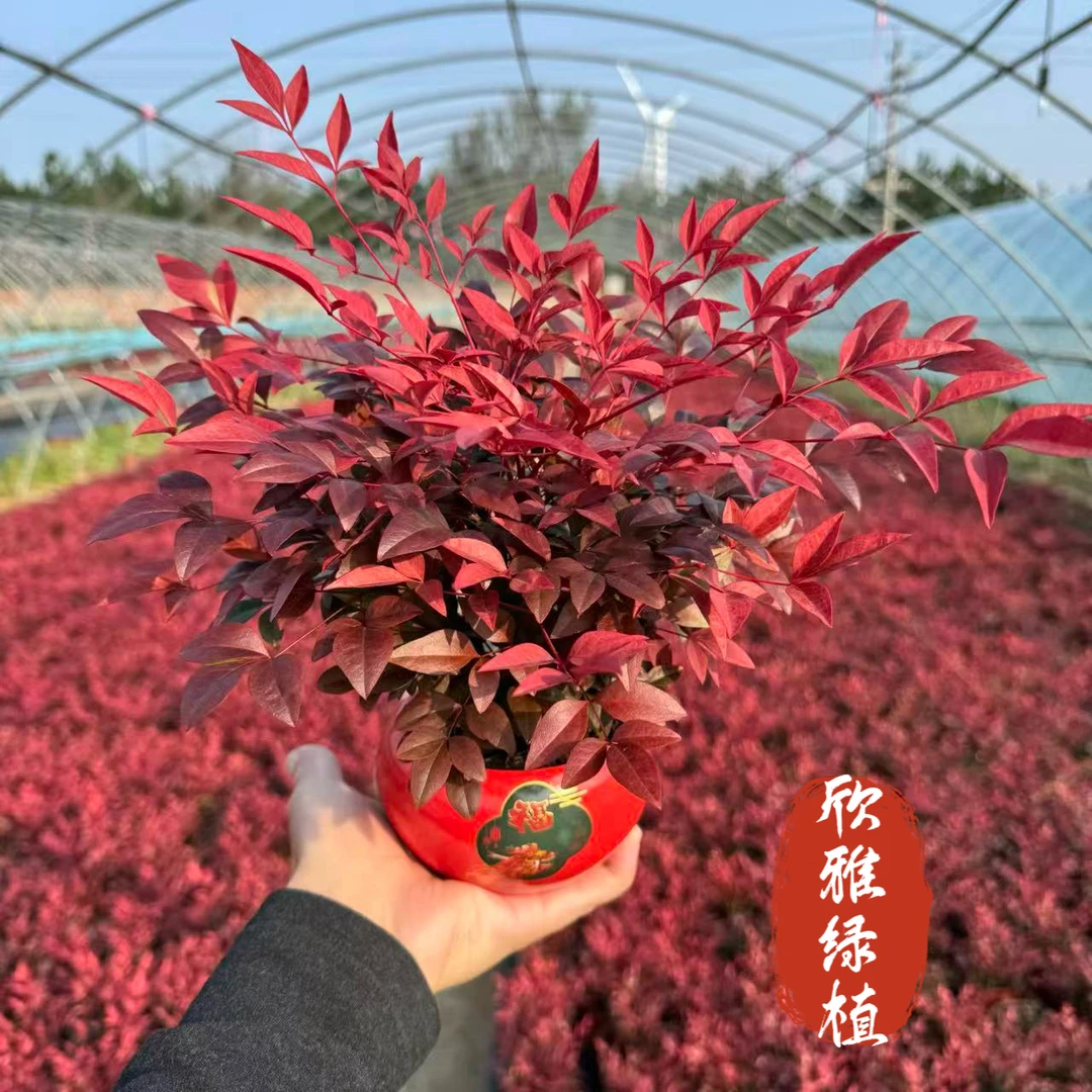 【红宝石】南天竹盆栽冬季耐寒好养室内桌面精致盆景绿植