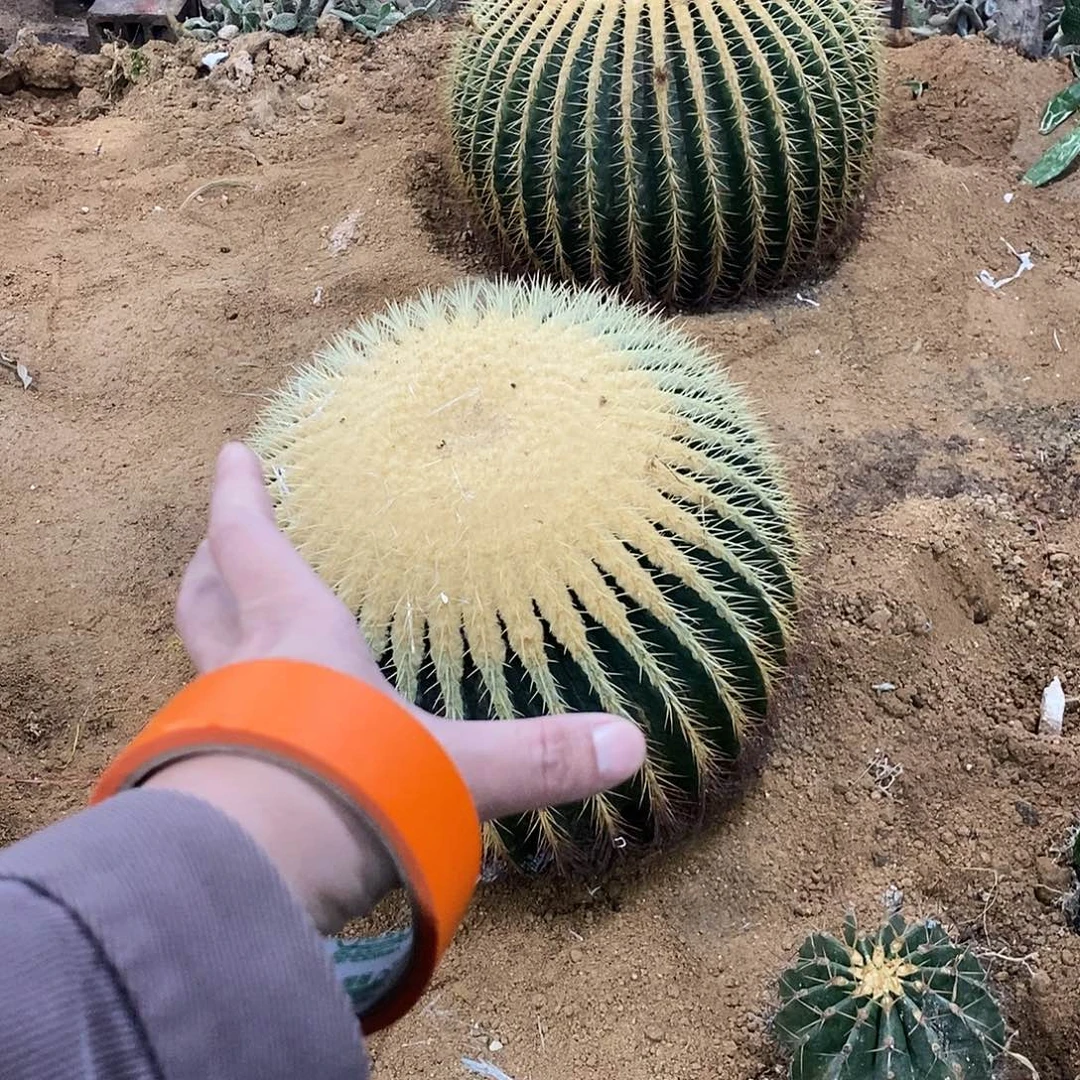 粥***吖金虎一个。