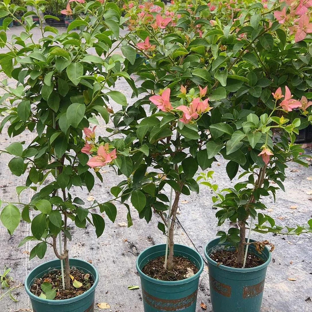 当前无花栽培后可以开花卡亚塔一棵