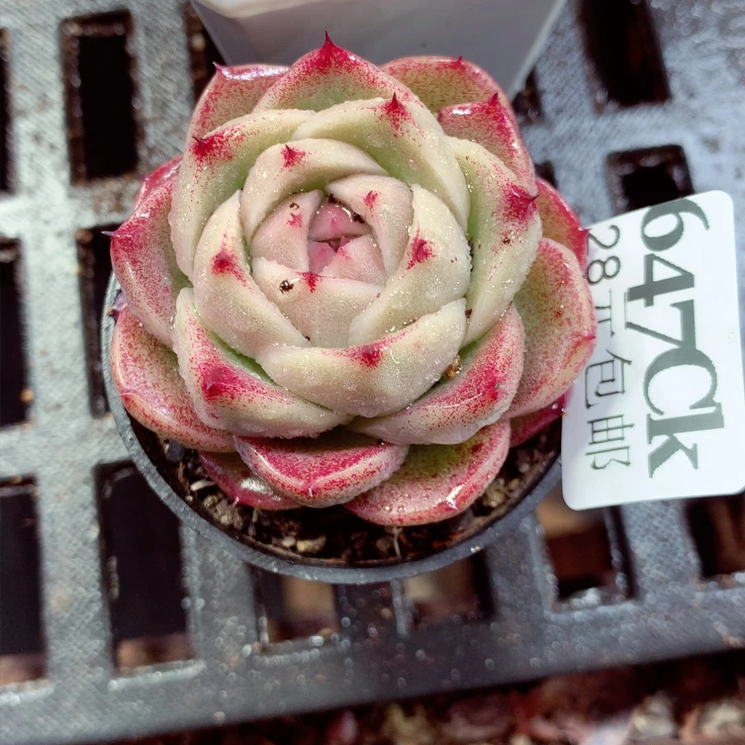 5厘米盆精控多肉647