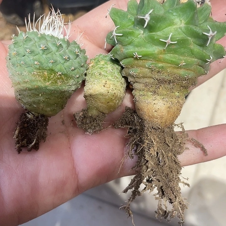 实生菊水2颗，赤花娇丽一颗