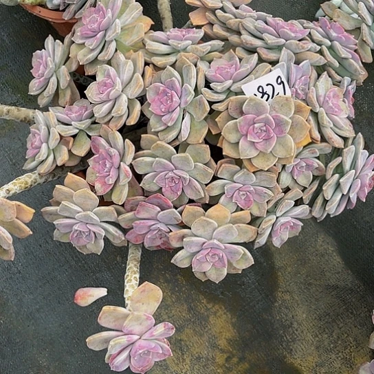 义*紫乐群生1829