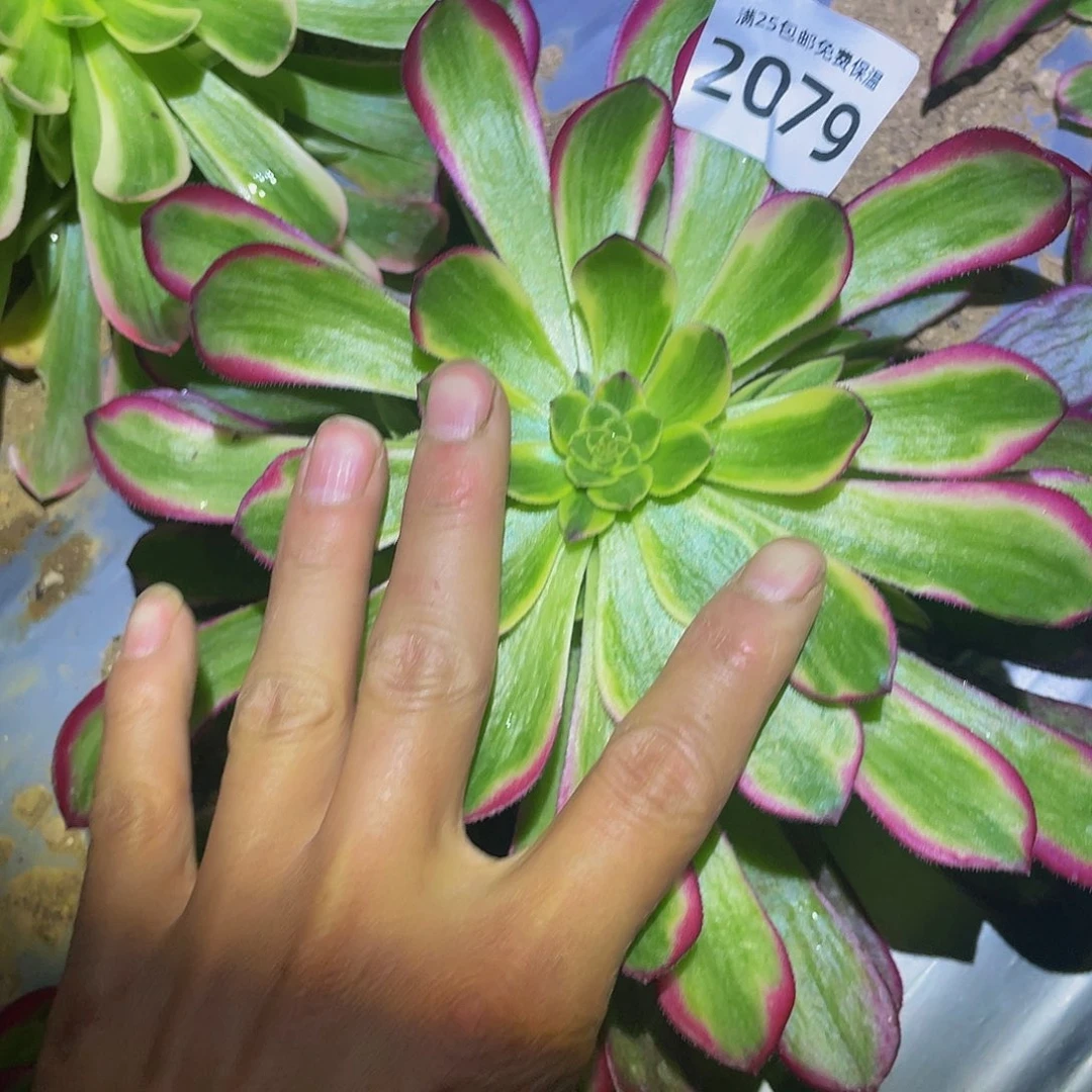 2079琉璃女神多肉植物
