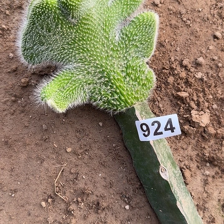 朱***8无花朵九尾狐缀嫁接924