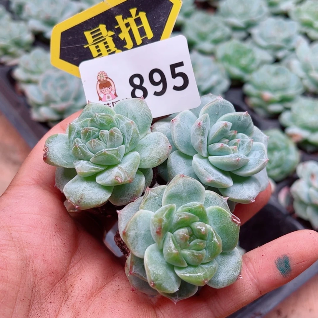 多肉植物多肉植物