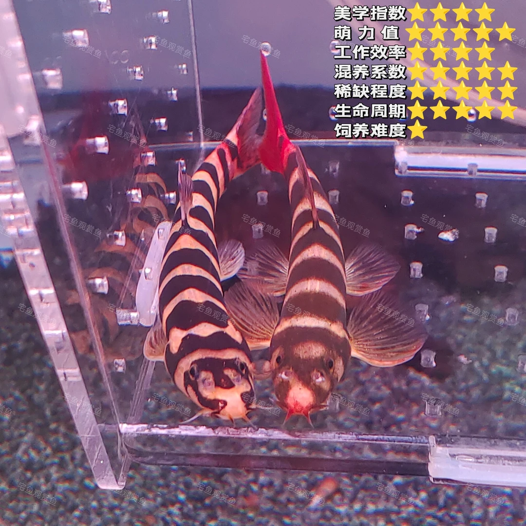 【宅鱼推荐】红箭尾鬼面王子 工具鱼清洁鱼淡水观赏鱼热带鱼观赏鱼