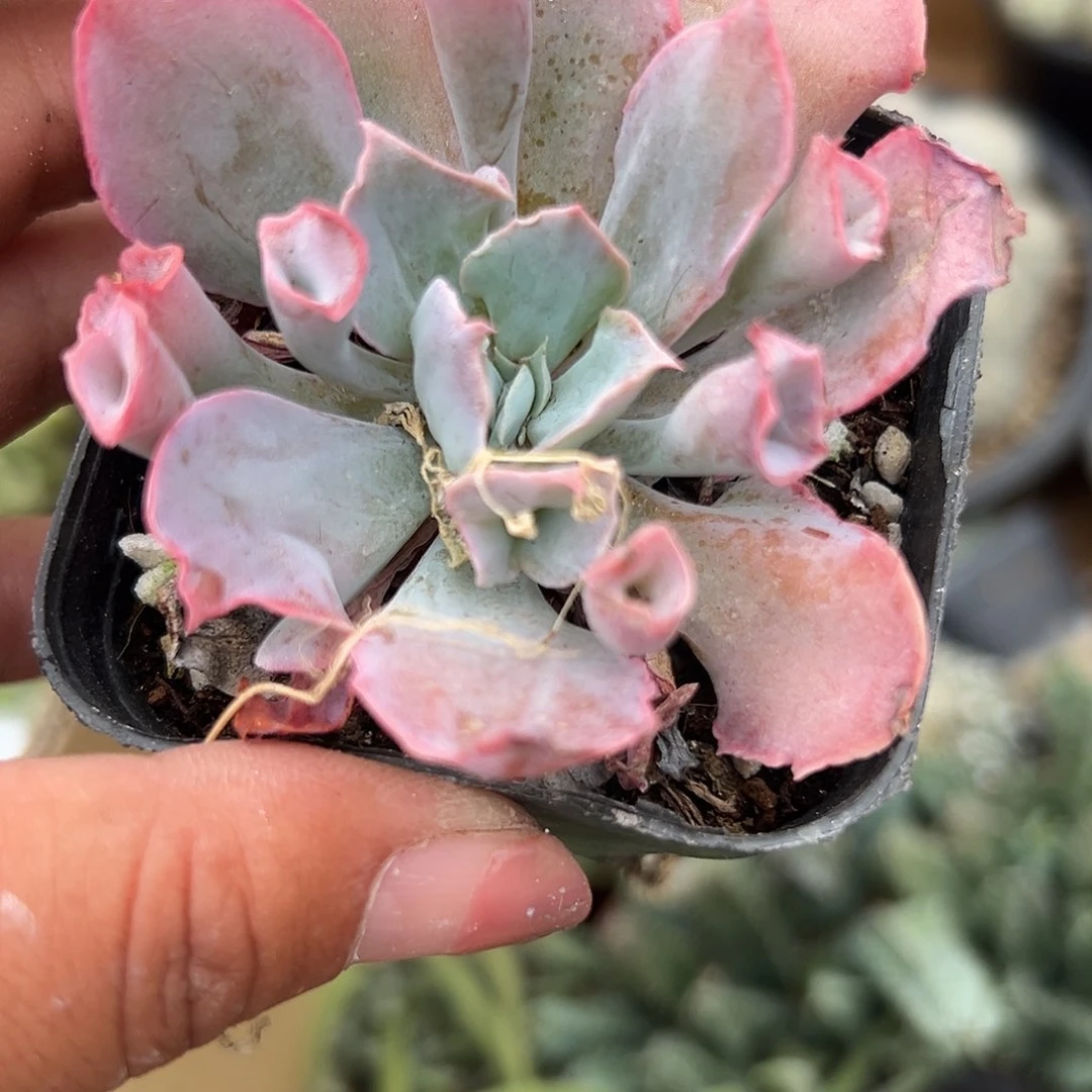 多肉植物魔笛单头