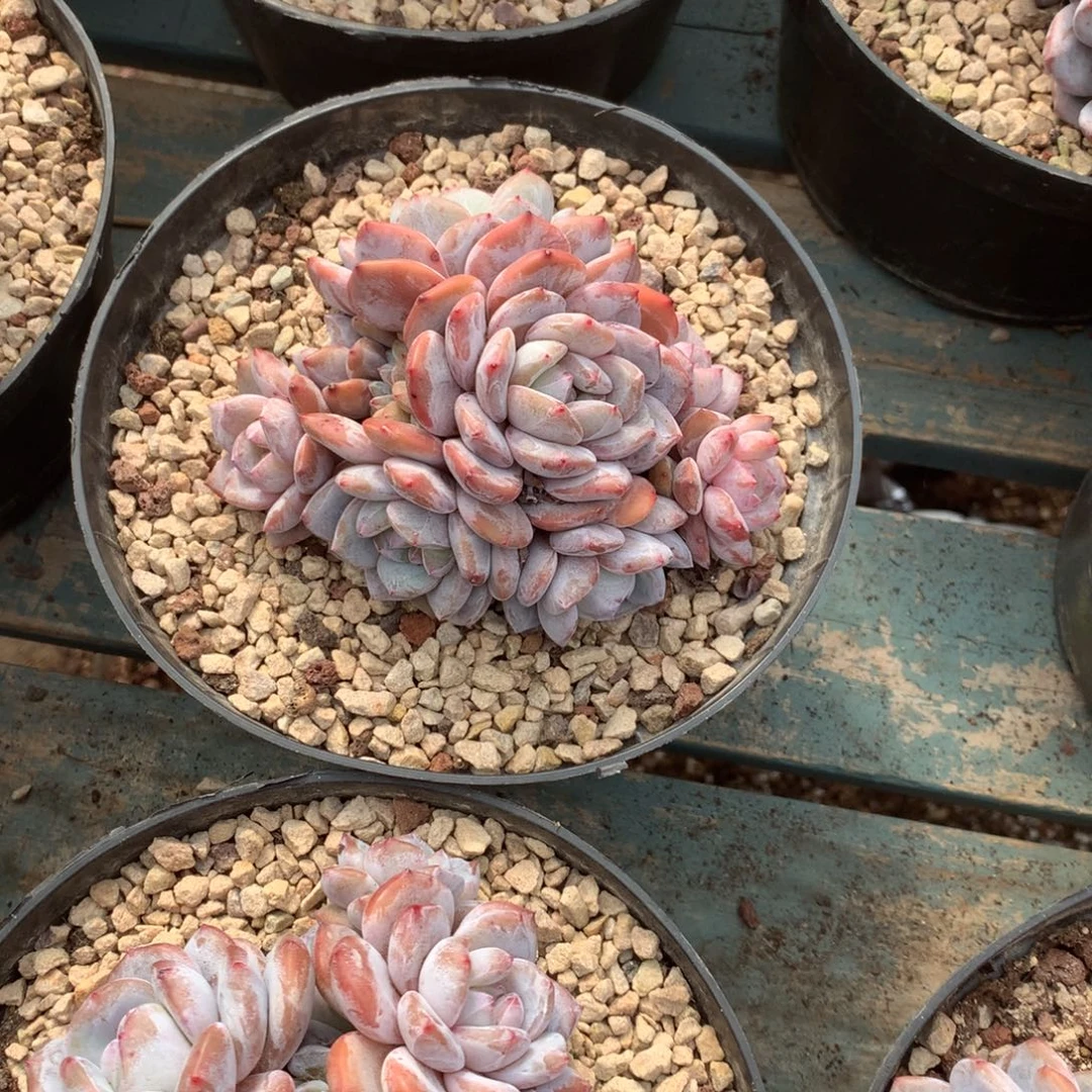 无花朵哈哈哈哈哈哈哈哈28