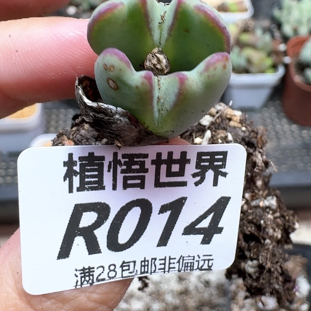多肉植物的人生历程