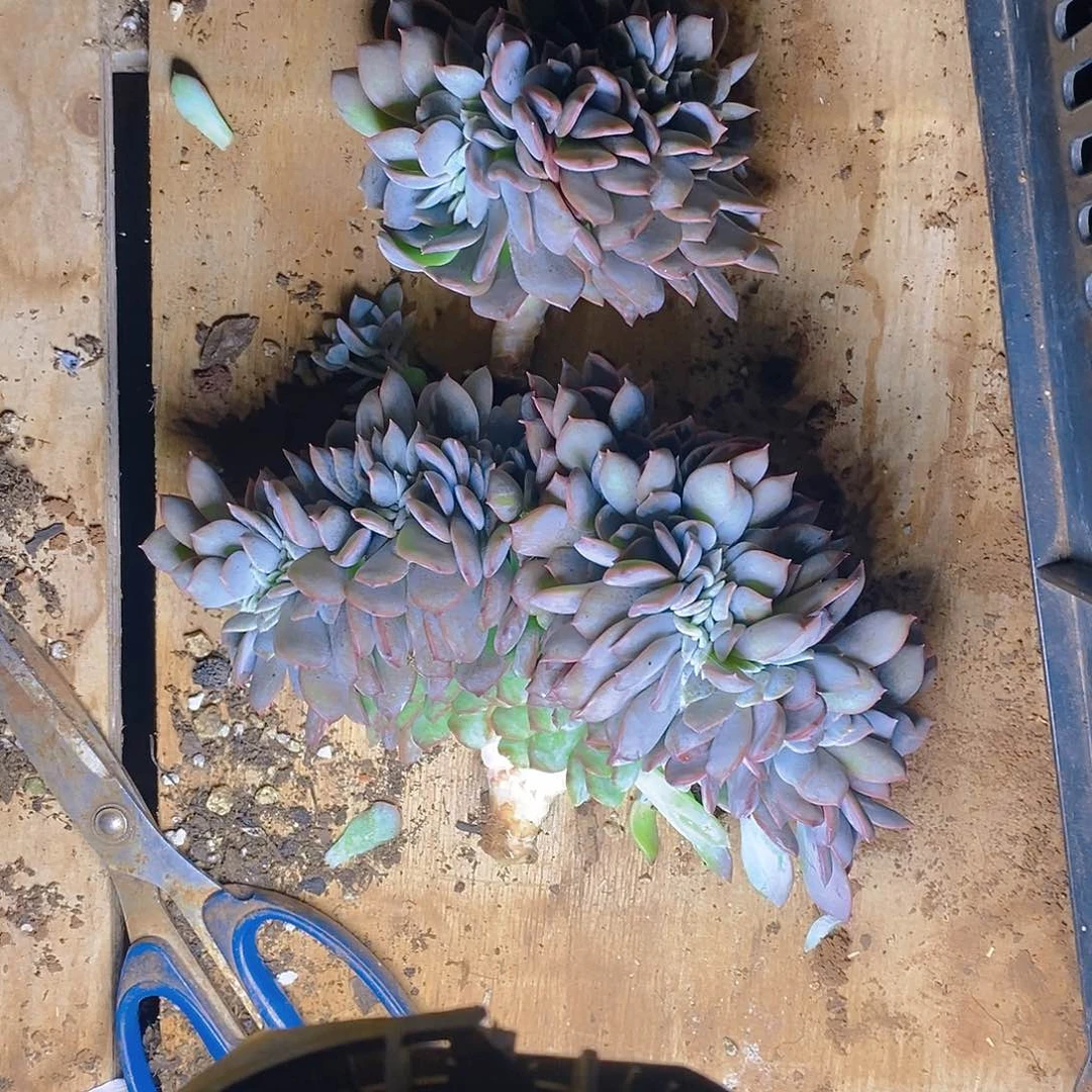 完全开放多肉植物提拉米苏缀