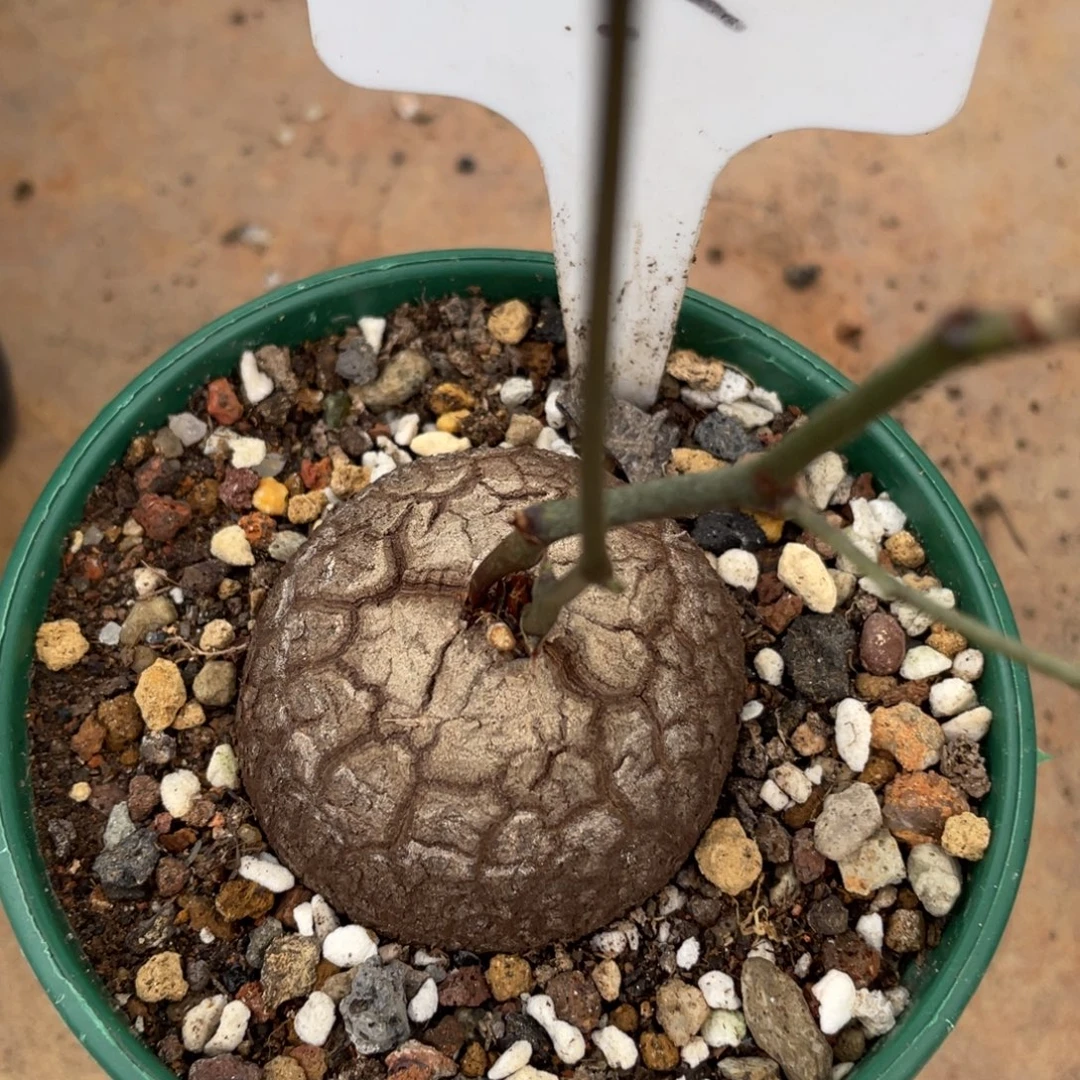 南非龟甲龙，一物一拍