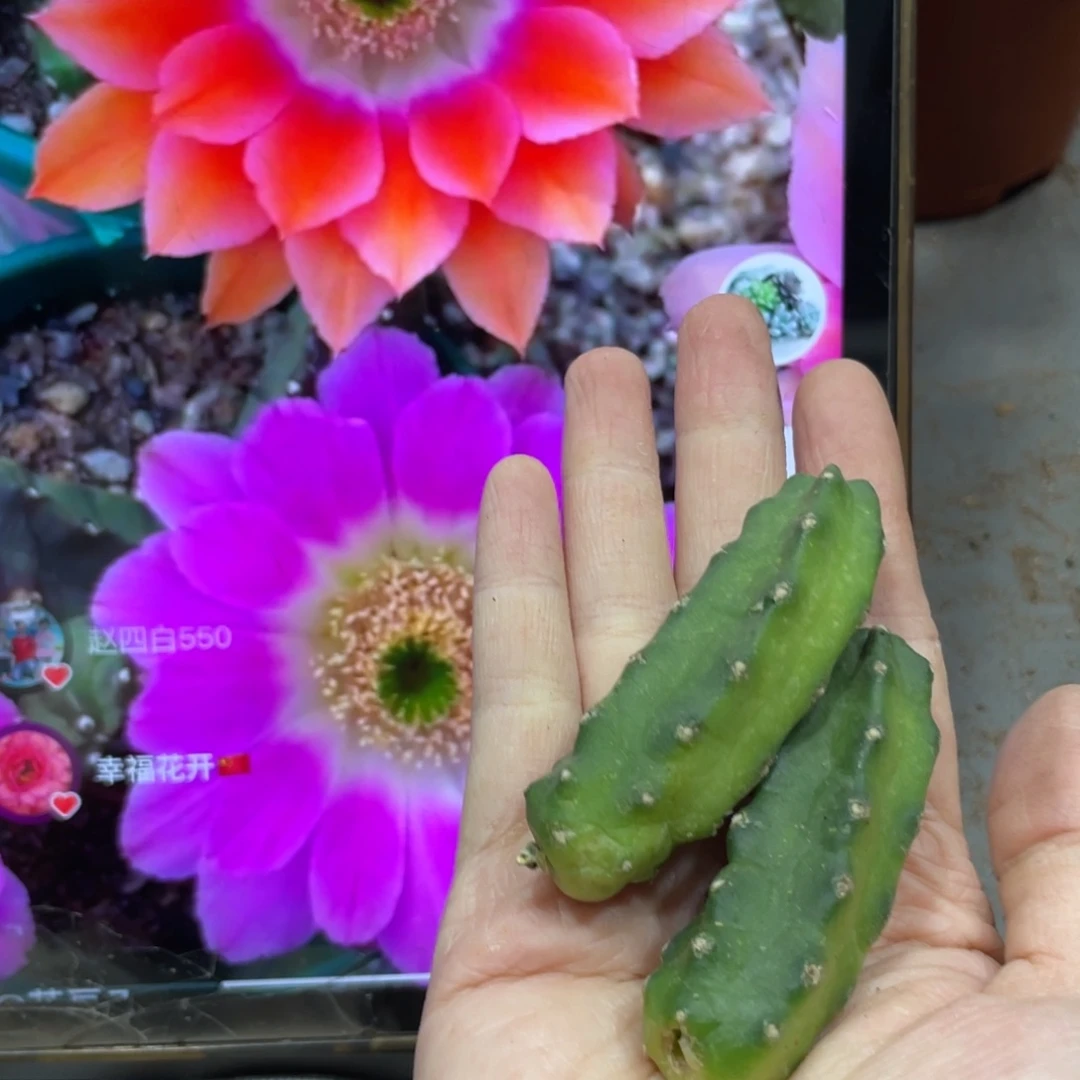 新品水仙情懒A3侧芽一个