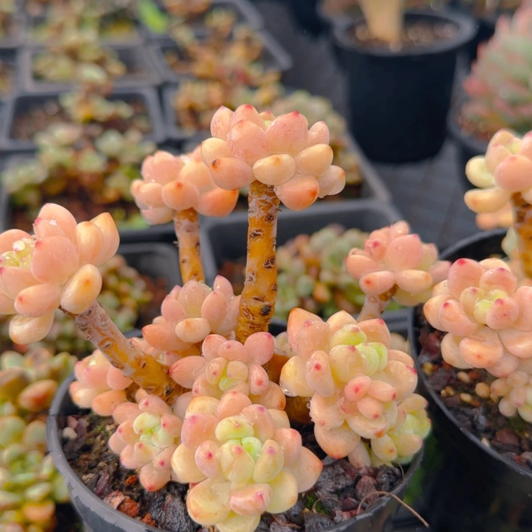 【闪购商品】樱花罗琦9.9
