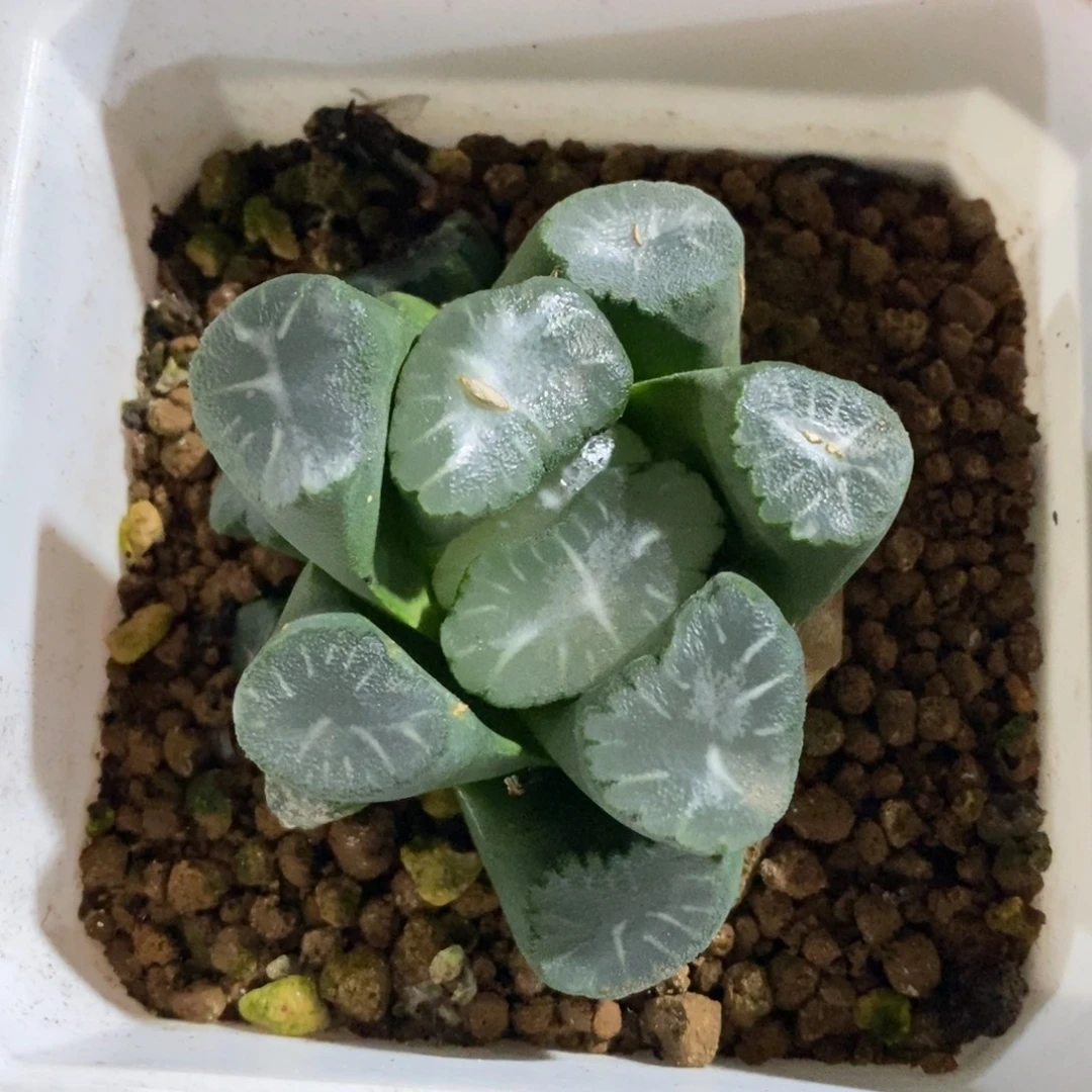 优选实生超级万象一颗 新年新粉福利