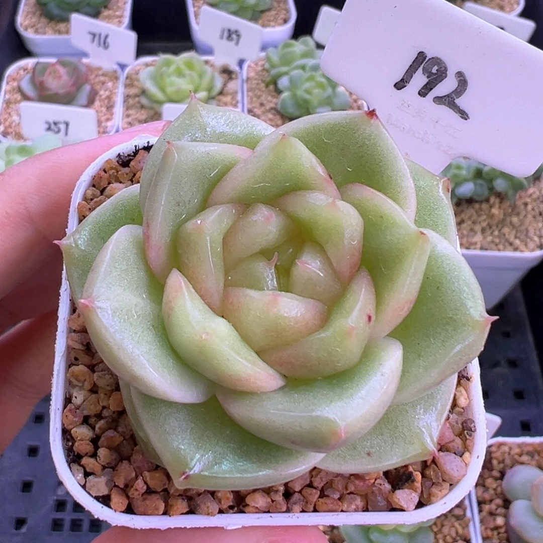 192号玉芷珍妮 晗雨多肉