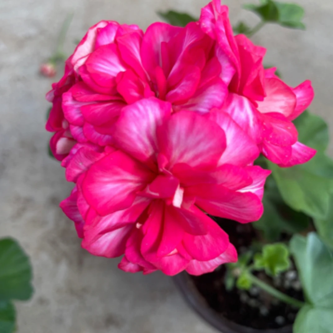 糖果粉垂钓天竺葵一颗包邮