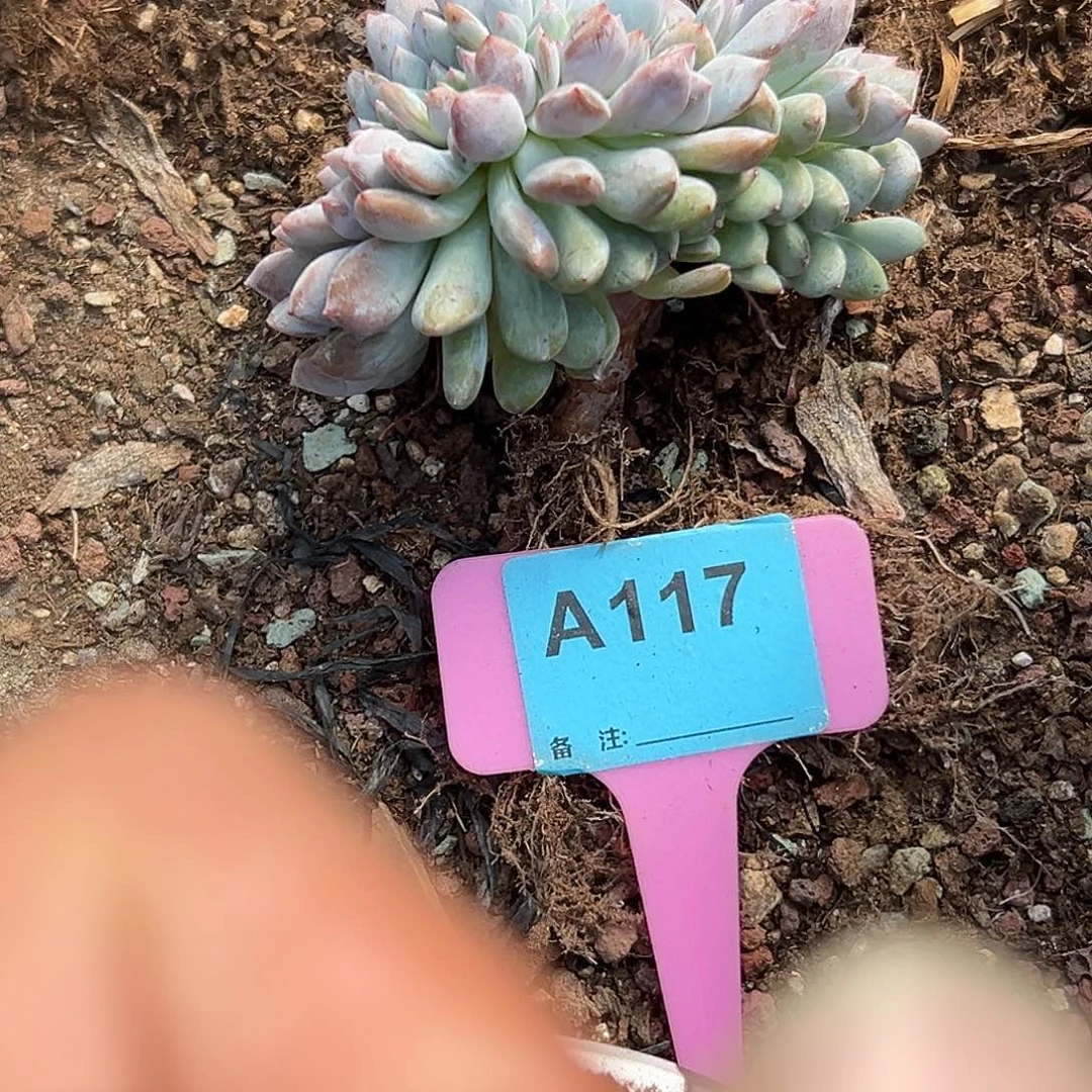 滢***儿多肉植物一物一拍