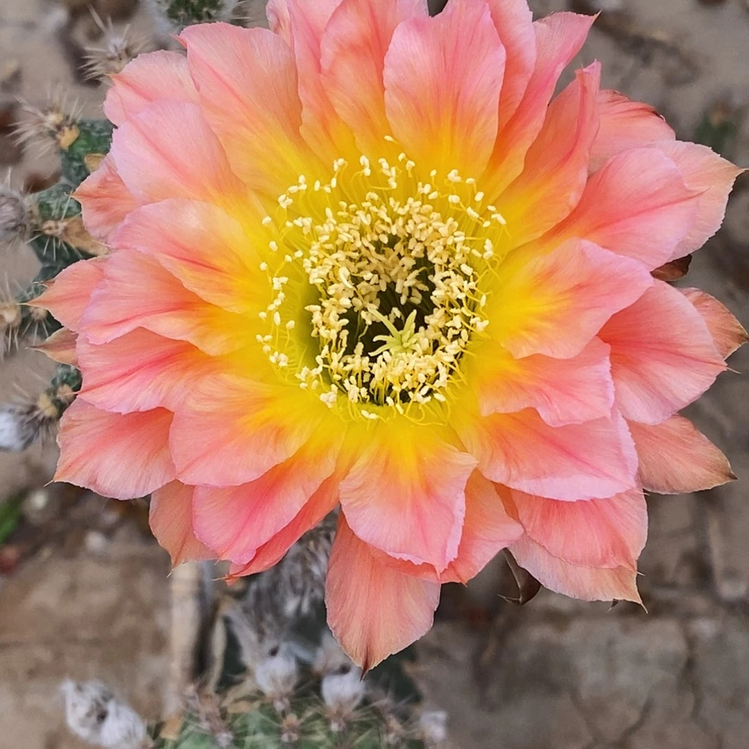 彩 马丁侧芽 刺顶歪 5公分 2个