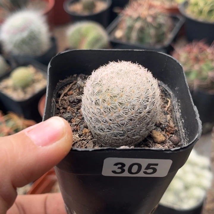 仙人球一物一拍实生