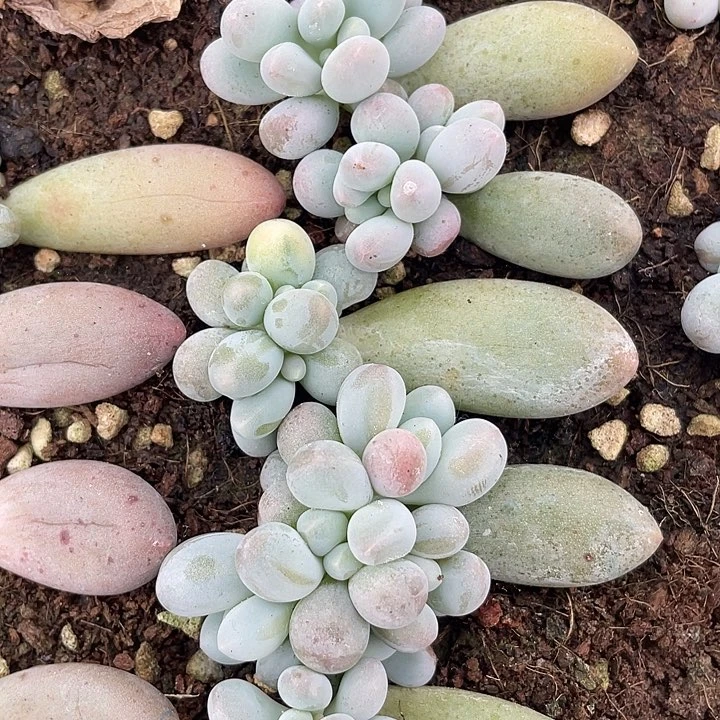 汤圆奶 十颗 带土球发