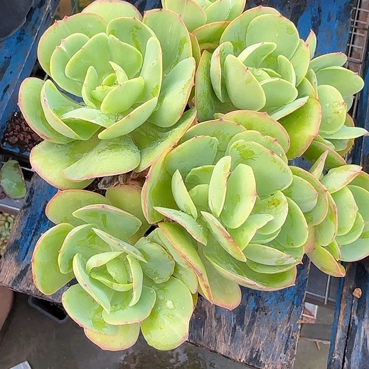 青蛙王子儿童牙膏11