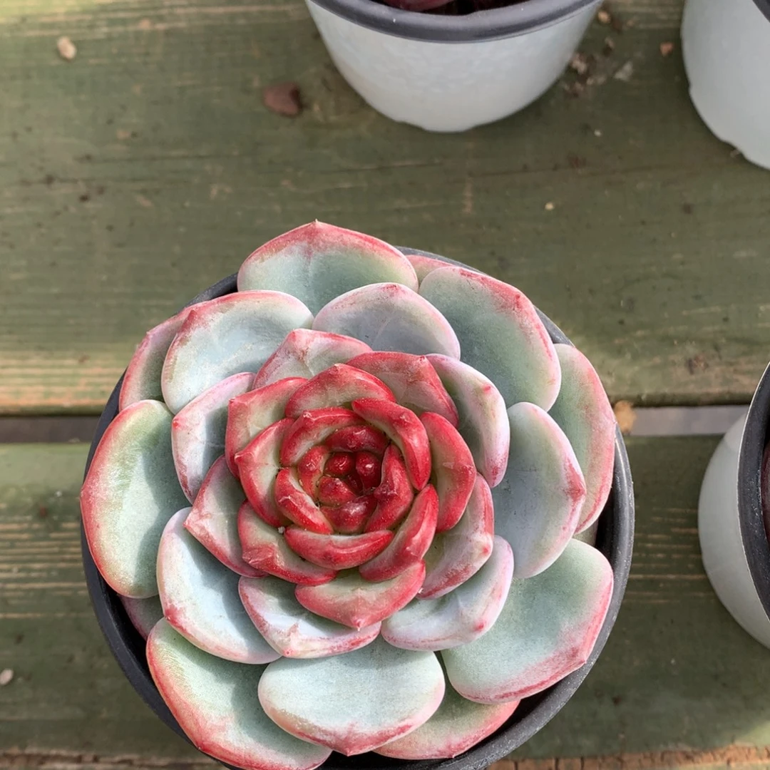 我们家的小姐姐们