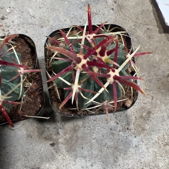 金***宴实生日出567788