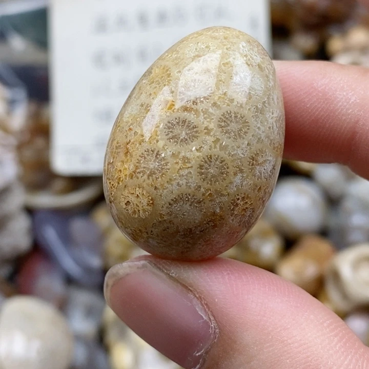 硅化珊瑚（珊瑚玉）未镶嵌颈饰