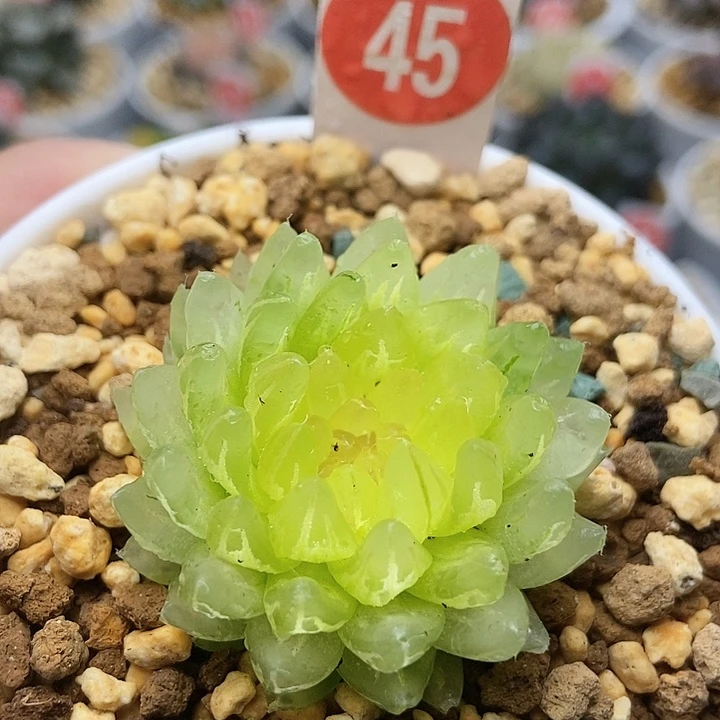 冰晶451111111111