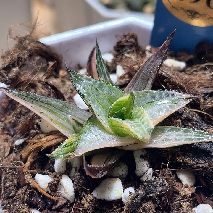 698硬叶龙鳞锦一物一拍