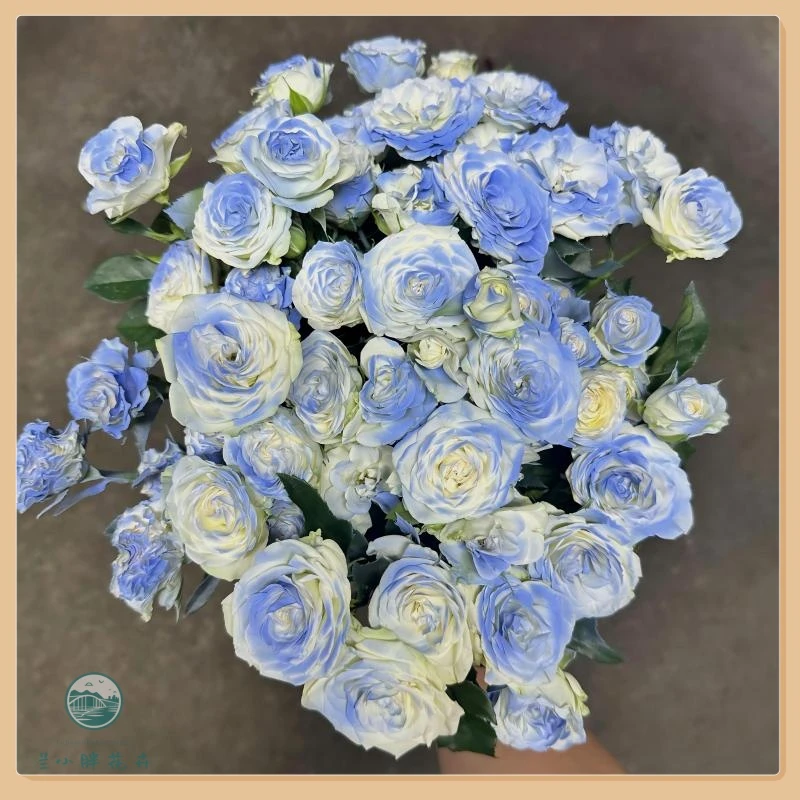 【兰小胖】方德A级-碎冰蓝多头玫瑰10枝装(注意：喷色花材，介意勿拍)