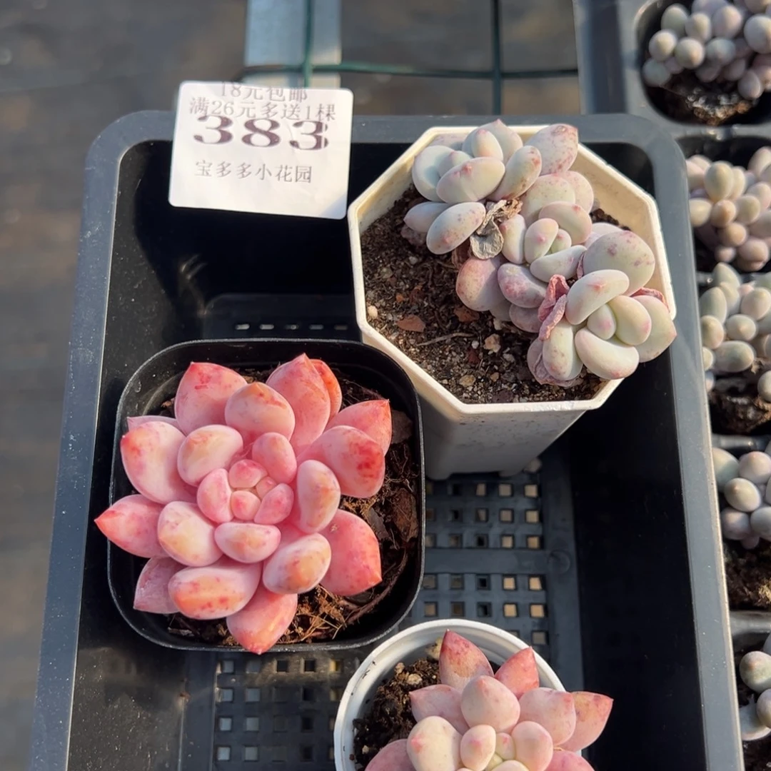 1***9383号量拍多肉满20元包邮