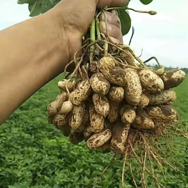【当季鲜花生】摘发农家可水煮鲜花生带壳包邮甘甜爽脆现挖饱满
