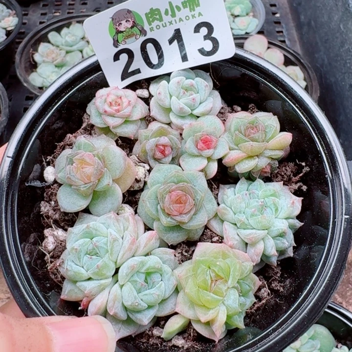 多肉植物多肉植物