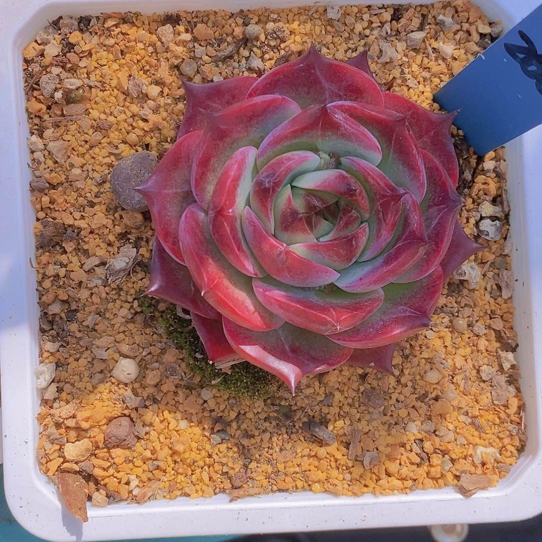 @****266多肉植物老桩