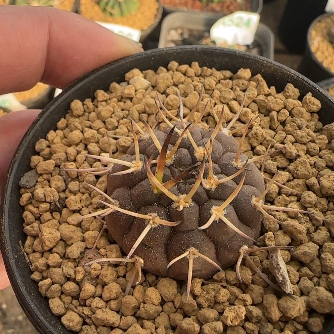 武勋 实生仙人球498