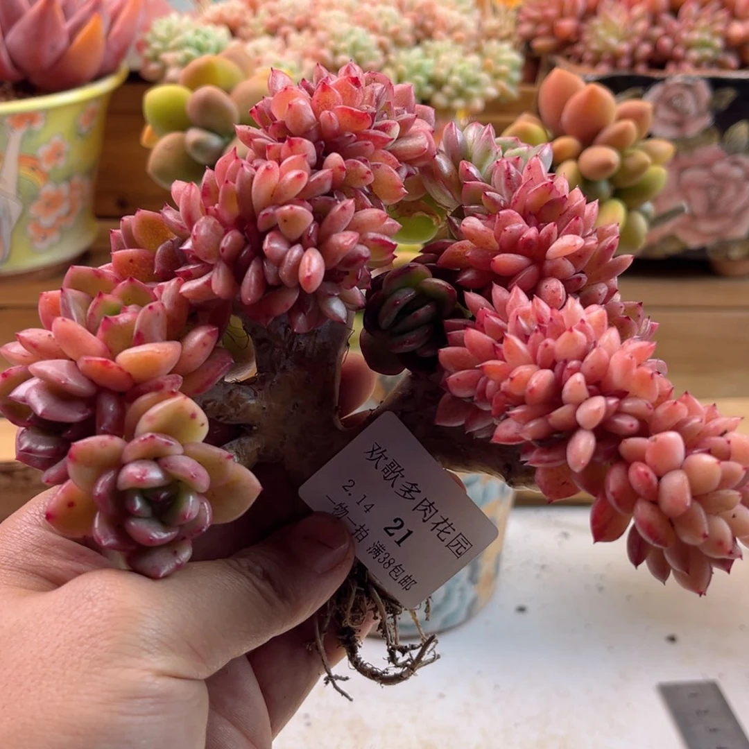 吖***妮2.14-21安可缀化