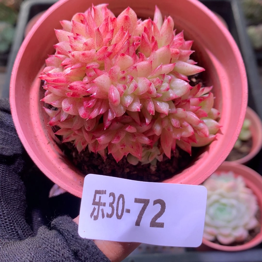 乐然30-72 菊花台群