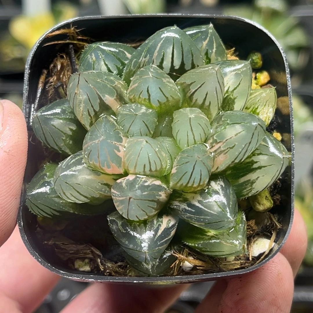 9大窗变异龙爪玉露锦