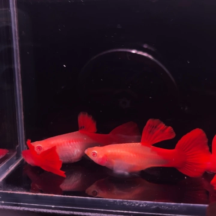 孔雀鱼血红种鱼2对