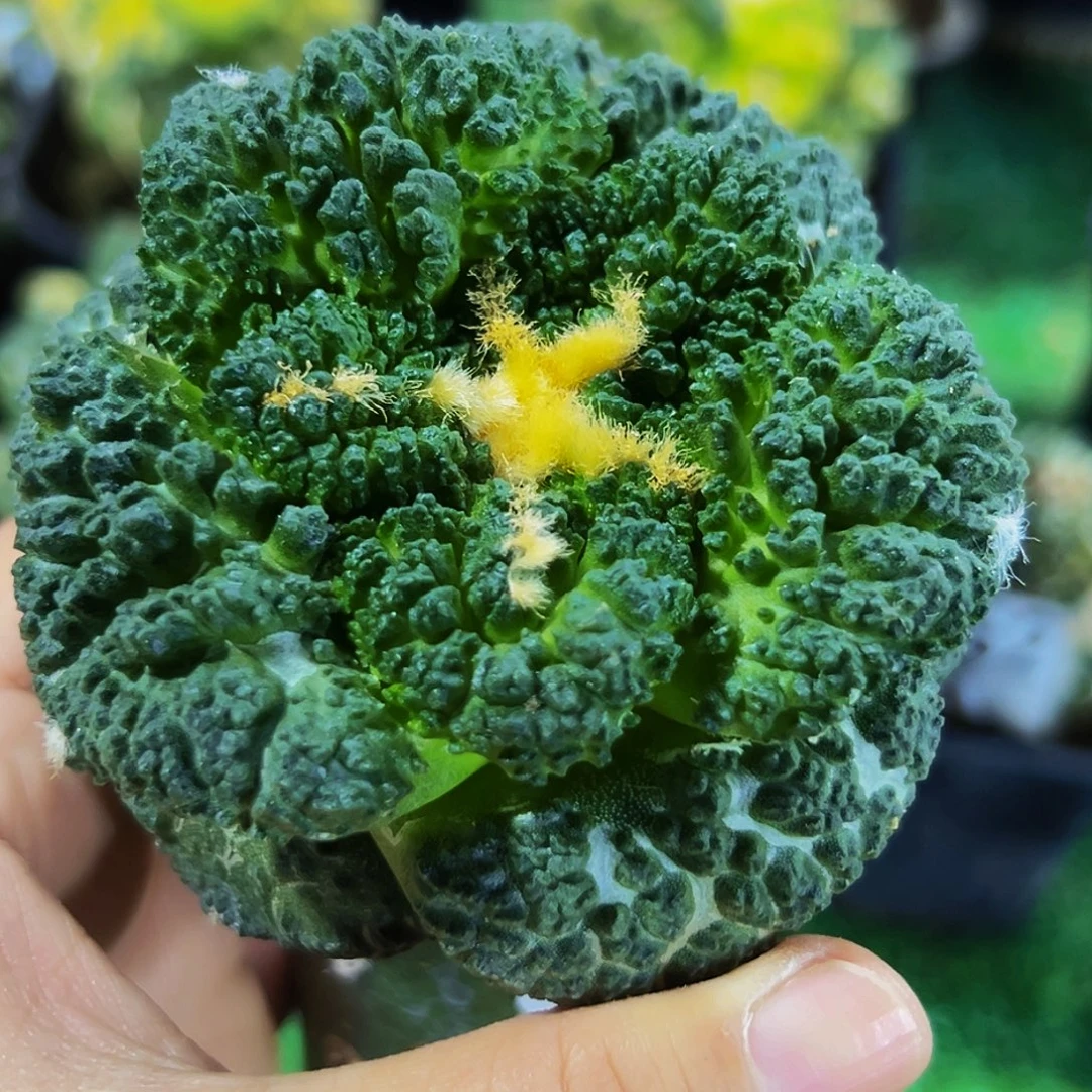 无花朵福利大尤哥斯拉牡丹534