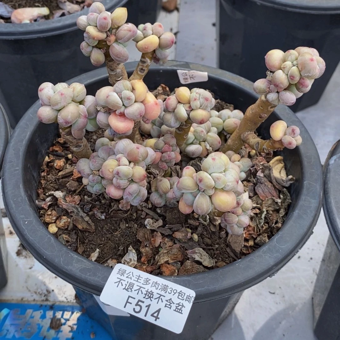 514苹果奶四代多肉12c m