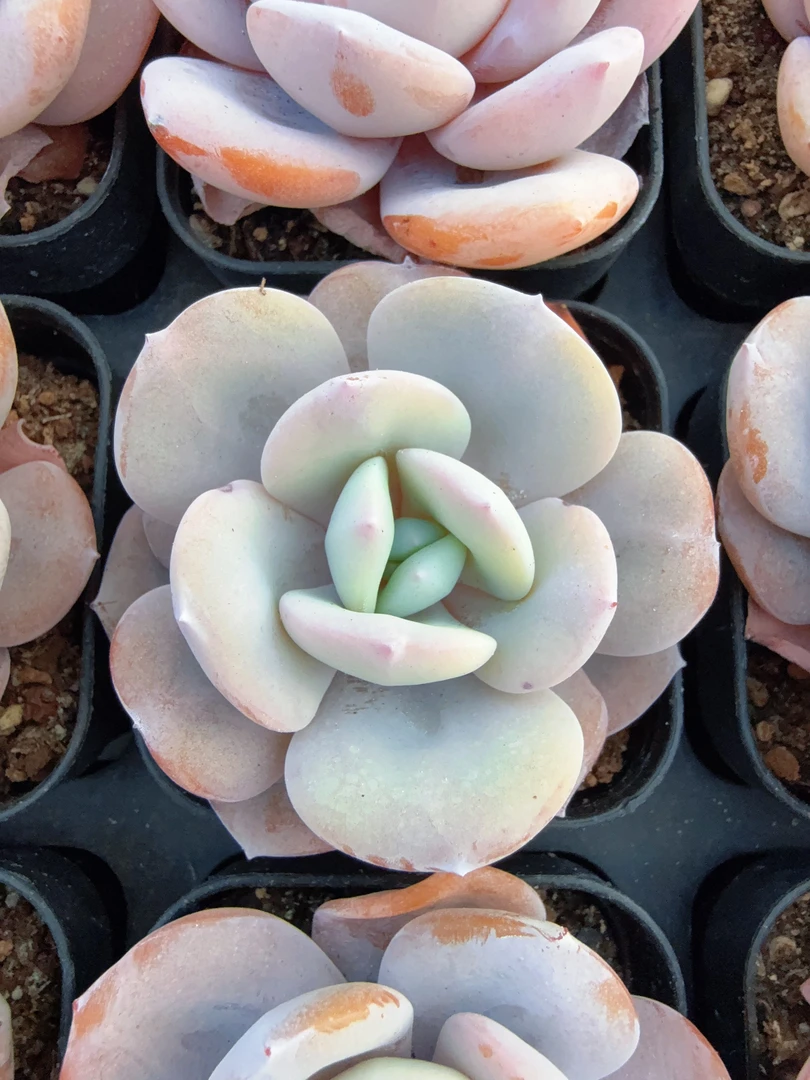 70#S号奶茶（4-7cm）脱土