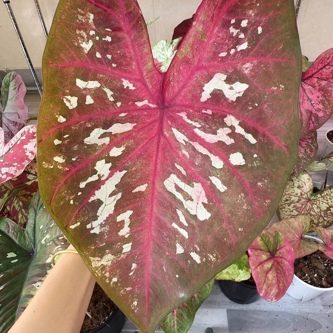 完全开放        40