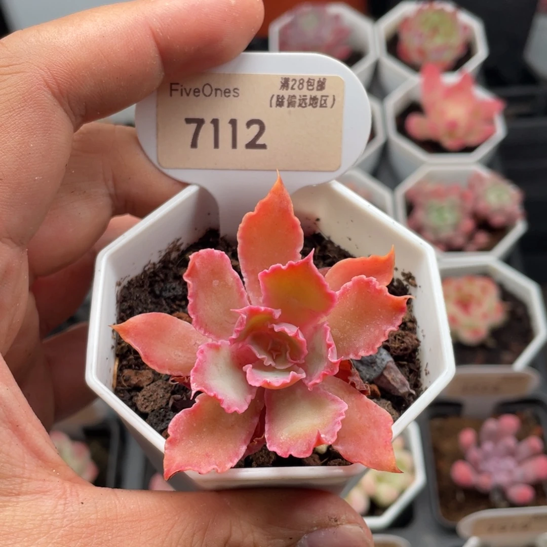 晚霞之舞7112-5.5厘米